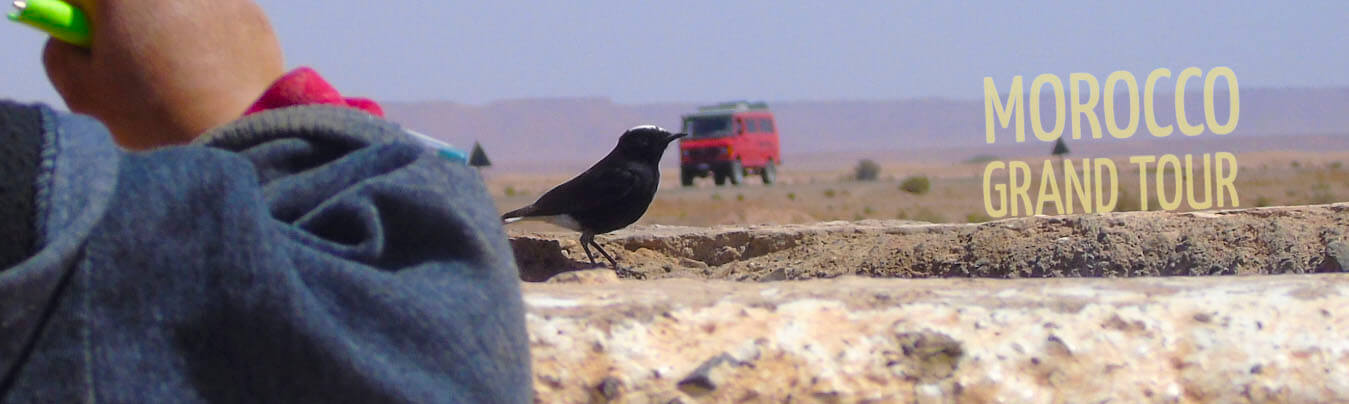 birding tour over Morocco