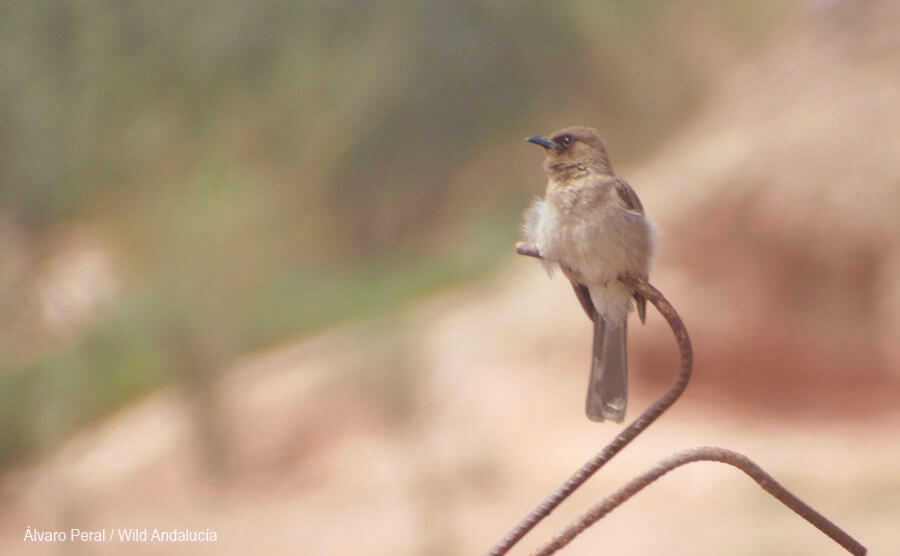 Bulbul Morocco