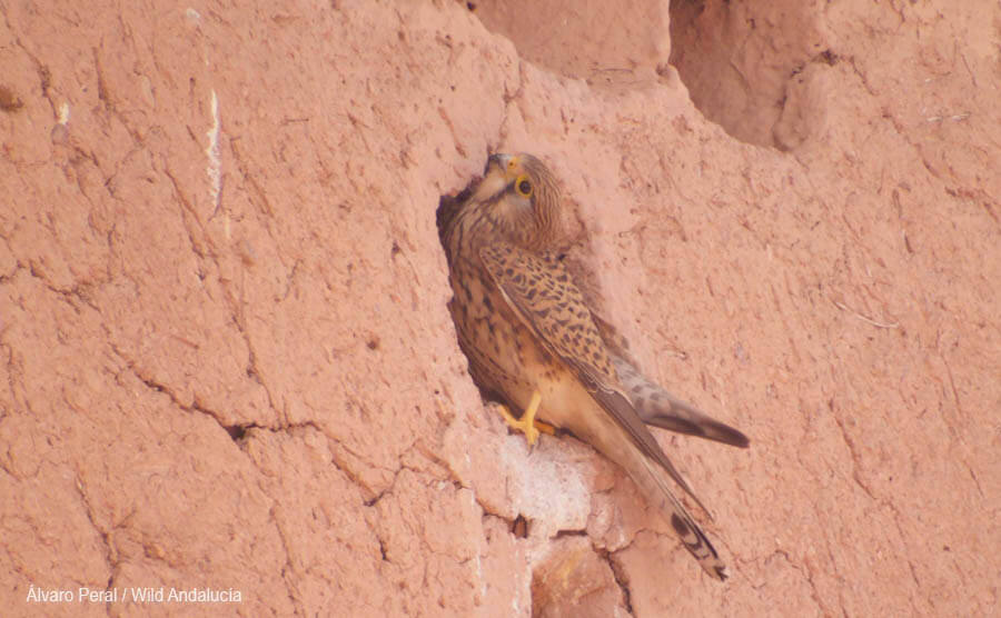 Kestrel Ouarzazate