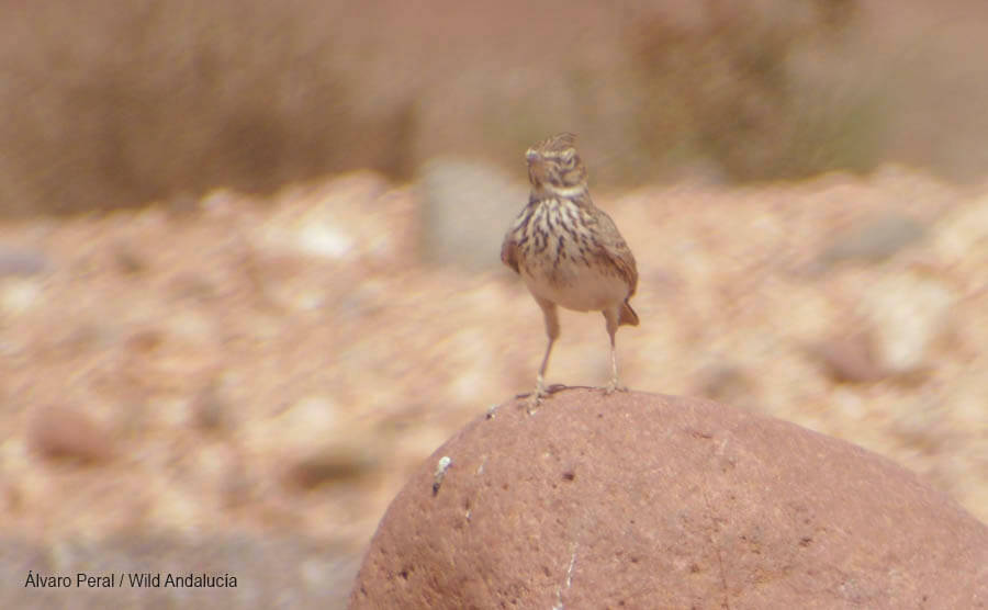 Crested Lark Morocco