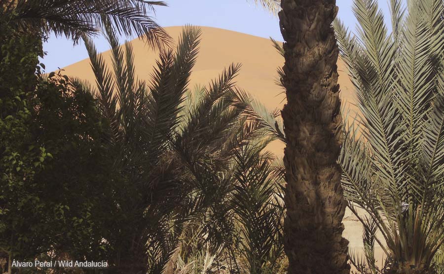 The great Dune near Merzouga