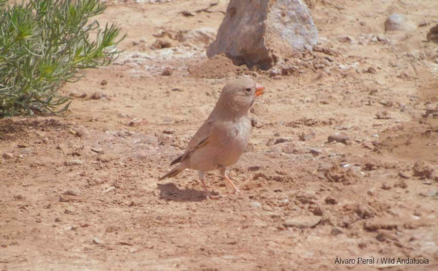 Bucanetes githagineus in Morocco