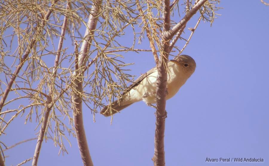 Iduna opaca in Morocco