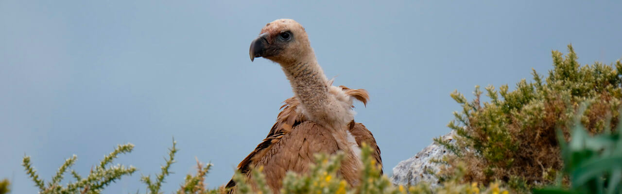bird watching in Ronda Spain