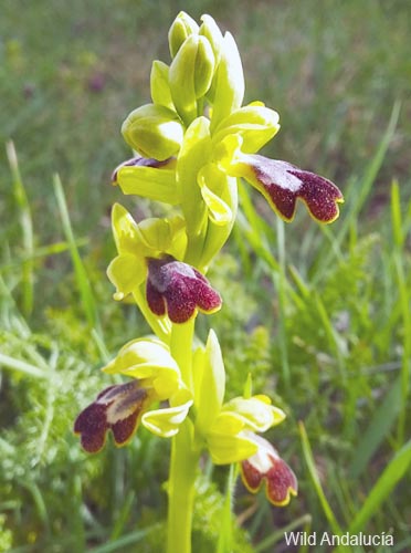 Ophrys fusca bilunulata