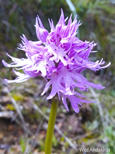 Orchis italica