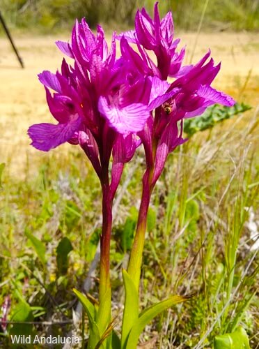 Pink Butterfly Orchid