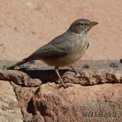 desert lark