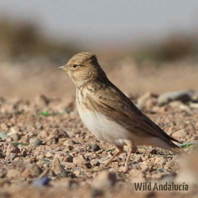 Lesser short toed Lark