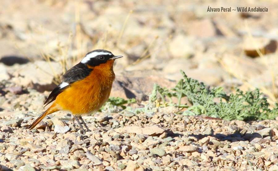 Male of Moussier Redstart in Morocco