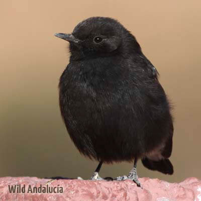 Black wheatear in Morocco