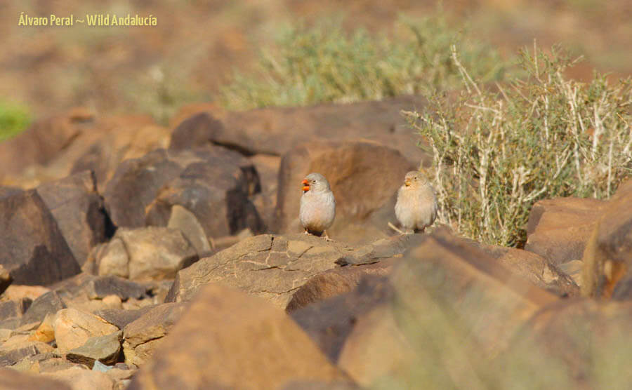 a pair of Bucanetes githagineus