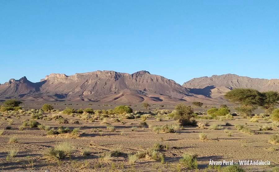 scrub landscape in Morocco