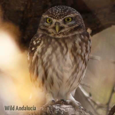 athene noctua