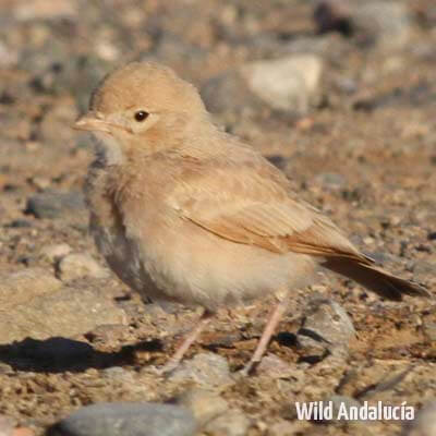 Binoculars view of a Black tailed lark