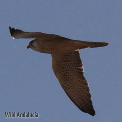 Barbary falcon lookinf for prey