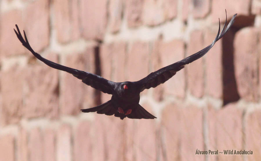 Chough in flight