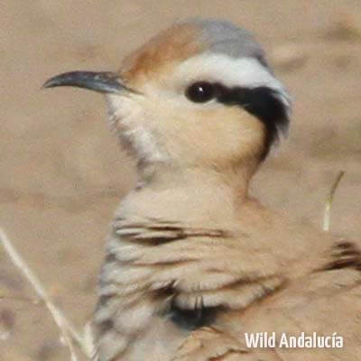 cream colored courser in Morocco