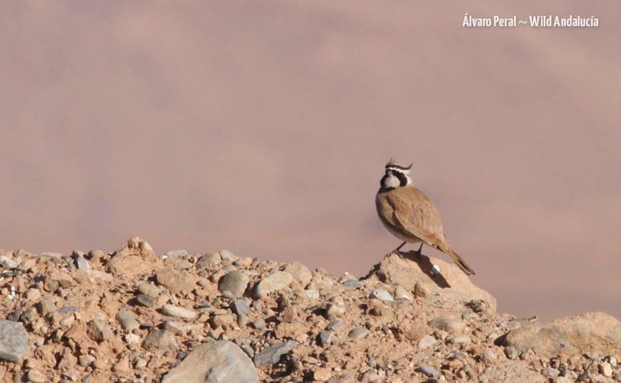 Eremophila bilopha on our bird tour