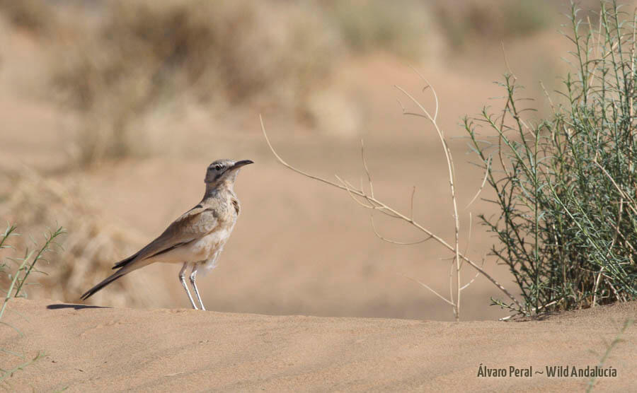 Alaemon alaudipes in Merzouga