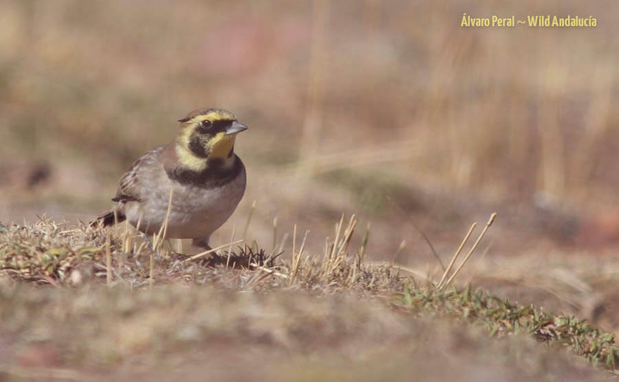 Shore lark in Oukaimeden, Morocco