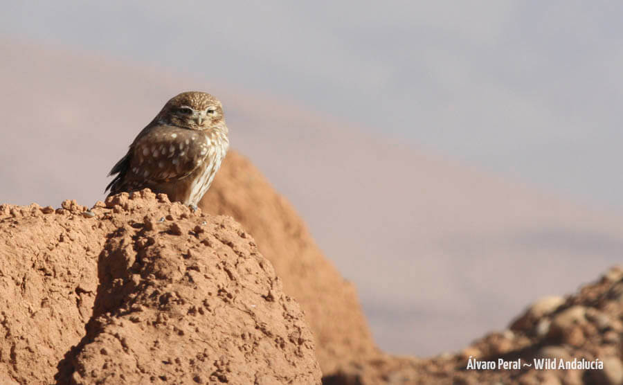 Little Owl in Morocco