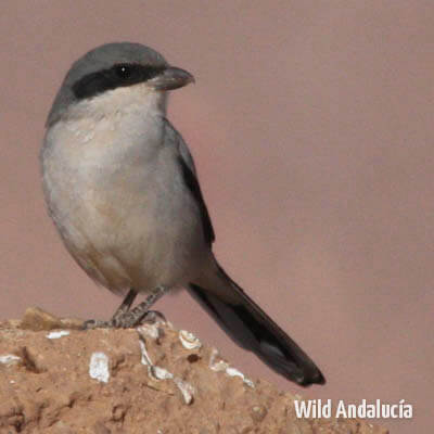 Great grey shrike in Morocco