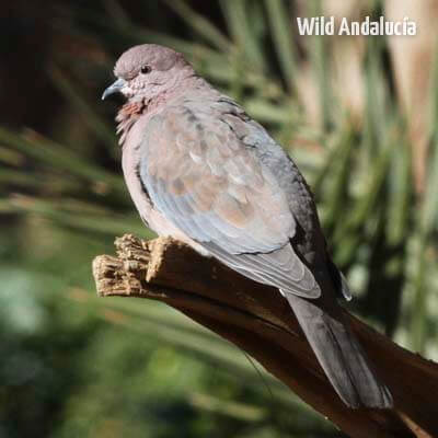 Streptopelia senegalensis