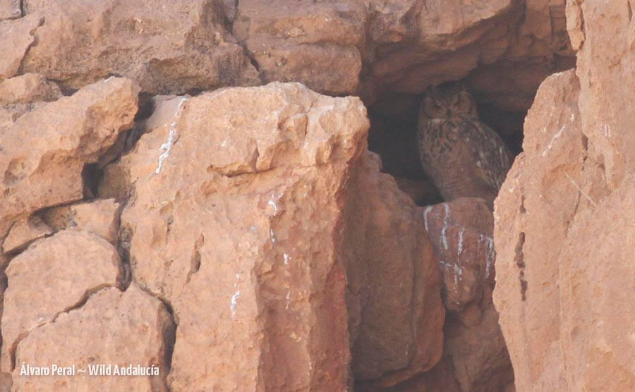 Pharaoh eagle owl in its cave