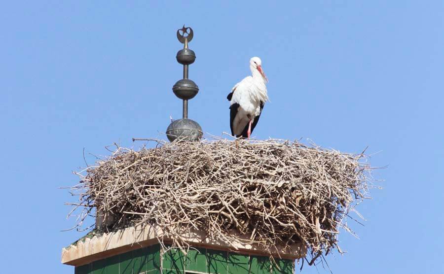 storks in north Africa