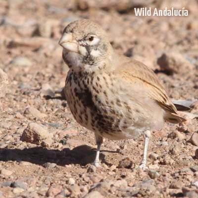 thick billed lark in Morocco
