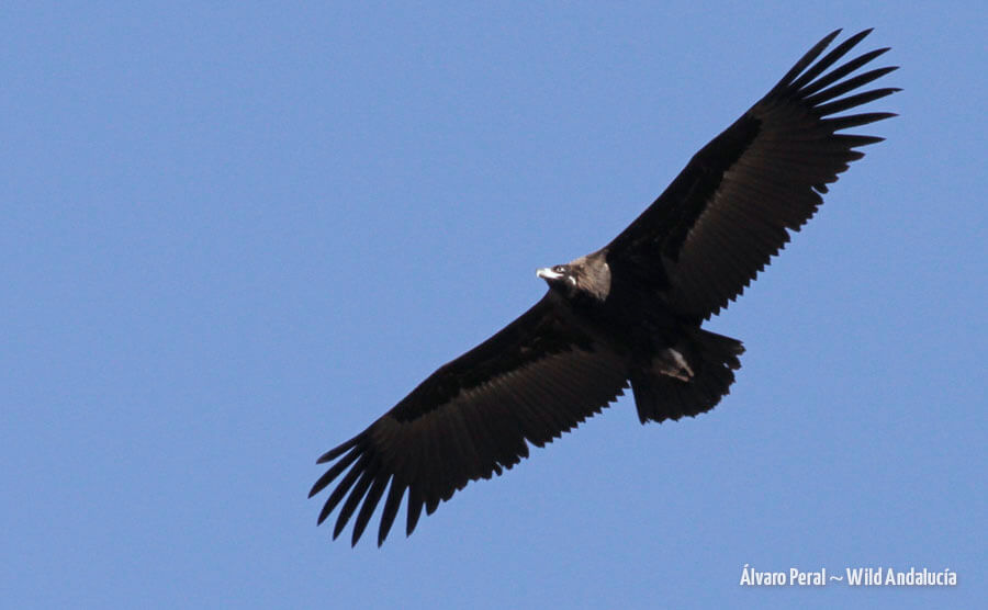 watching black vulture spain