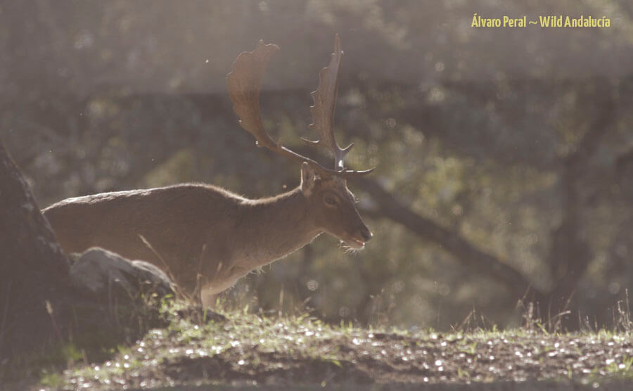 male fallow deer in andujar