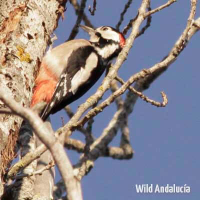 woodpecker watching spain