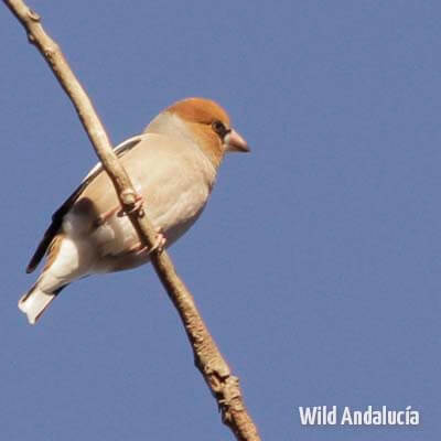 hawfinch southern spain