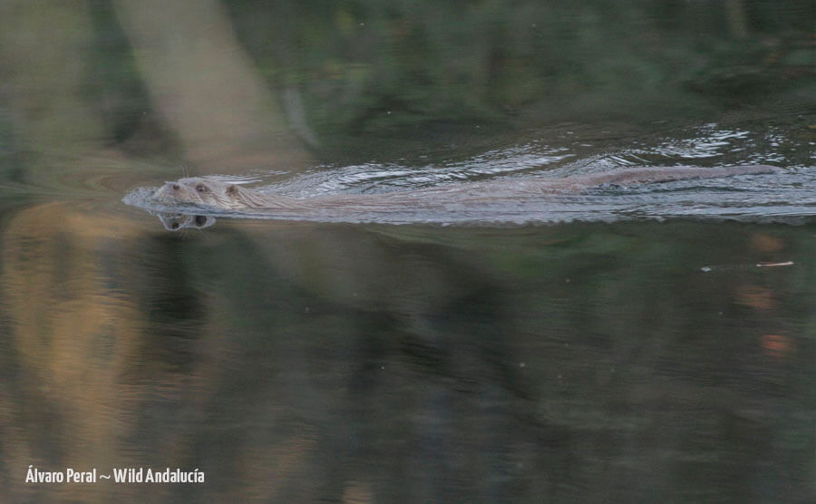 otter in andujar