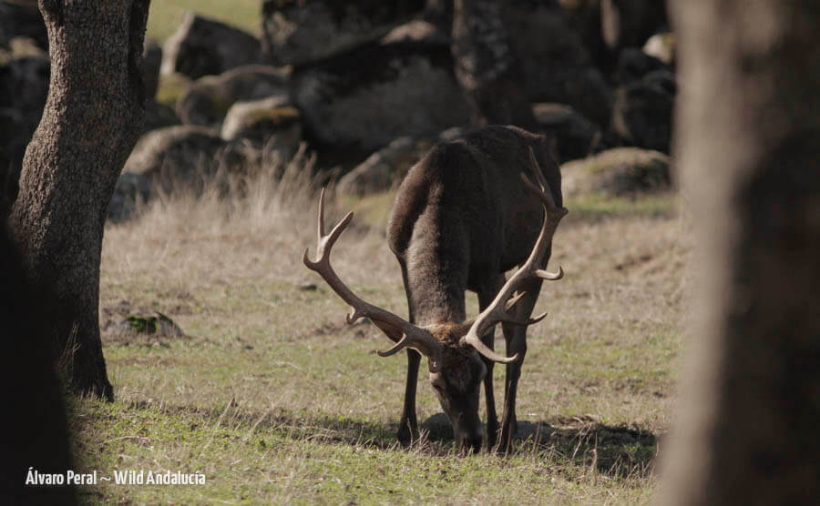 male red deer in andalucia