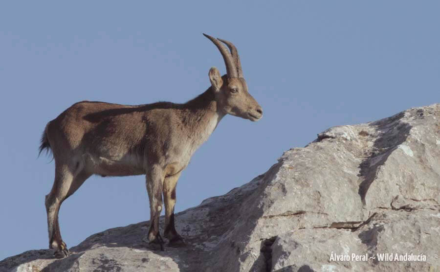 spanish ibex southern subspecies