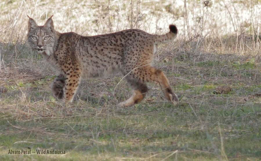 spotting an iberian lynx
