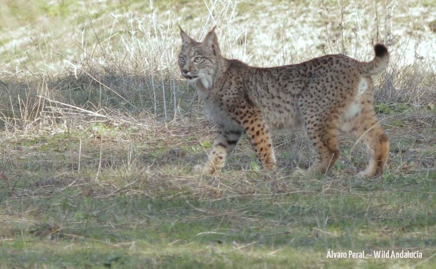 iberian lynx with wild andalucia