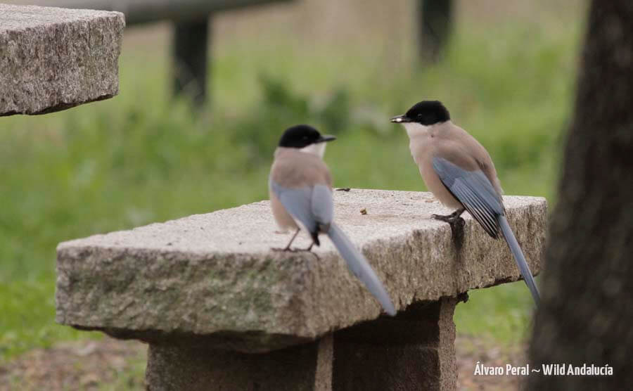 iberian magpies in Andujar