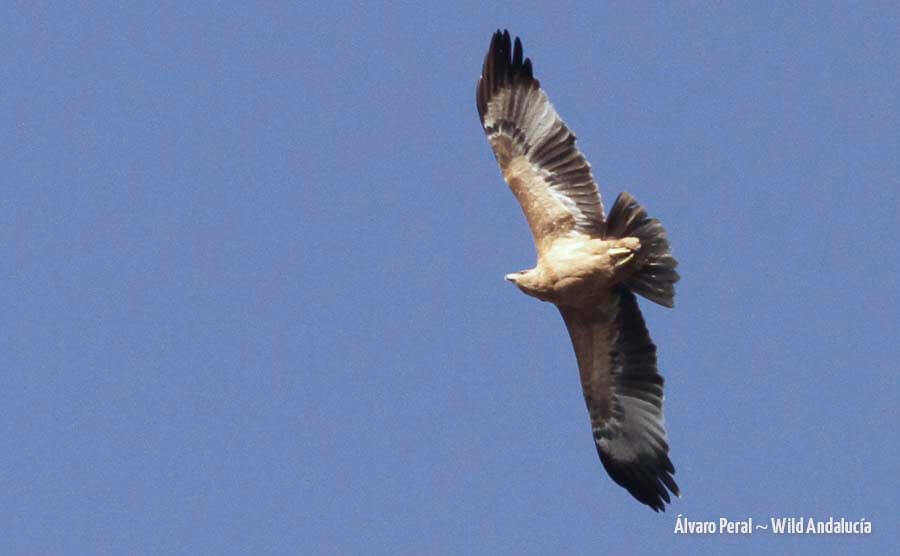 juvenile spanish eagle pajizo