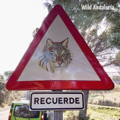 iberian lynx sign