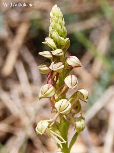 Aceras antropophorum in Ronda