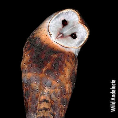 Spanish Barn Owl