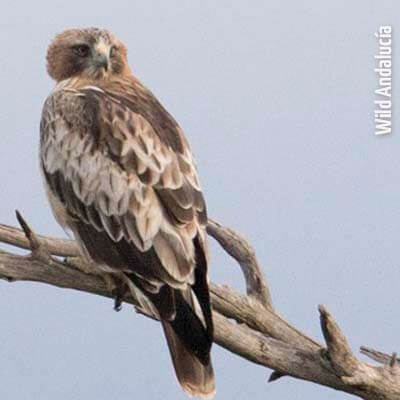 Roosting Booted Eagle