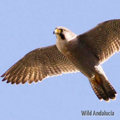 Falco peregrinus brokei