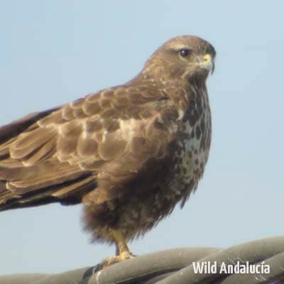 Common Buzzard