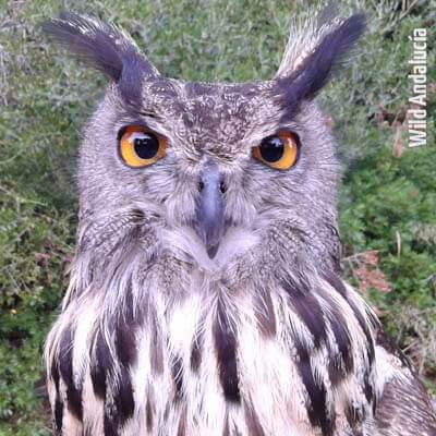 Eagle Owl