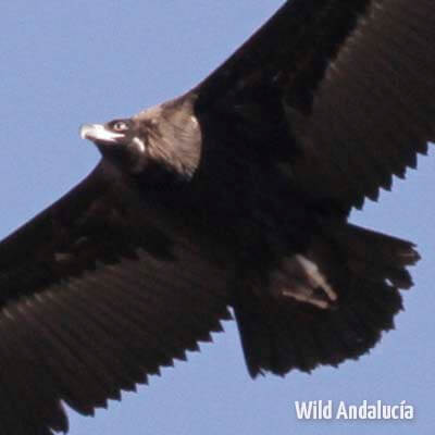 Cinereous Vulture in flight